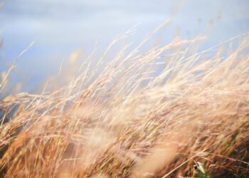 རྒྱ་བལ་ཡུད་ཀྱིས་བསྐོར་བའི་གཏམ་རྒྱུད།